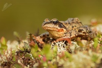 Skokan hnedy - Rana temporaria - Grass Frog 0030